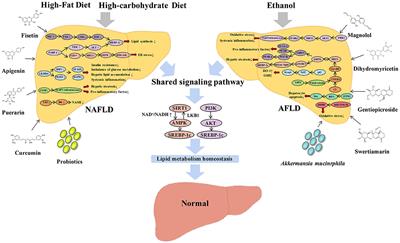 Similarities and Differences: A Comparative Review of the Molecular Mechanisms and Effectors of NAFLD and AFLD